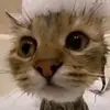 Chan jasmin - @chan.jasmin - TikTok