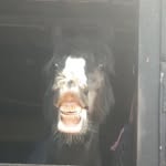 Jasmin Graham - @_jasminequestrian - Instagram
