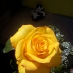 jasmin Haro Marques - @jasminharomarques - Instagram
