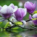 Jasmine Kang - @jasmine.kang.9465 - Instagram