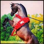 jasmin morgan - @ilovehorsepics - Instagram