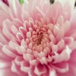 Jasmin pace - @hipurippe - Instagram