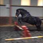 💟Horses💟 - @jasmin_piercexox - Instagram