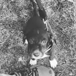 🦇+🐐+🐈‍⬛+🐠=🐕Jasmine - @the.princess.jasmine - Instagram