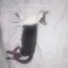jasminrojo8 - @jasminrojo8 - TikTok