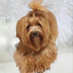 Renata Wysocka - @jasmin_rosa_havanese_kennel - Instagram