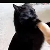 Jasmine Simpson - @jasmine.simpson3 - TikTok