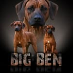 Jasmin Stark - @ridgeback_bigben - Instagram