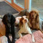 Jasmine Charlie and Bentley - @jcb_the_spaniels - Instagram
