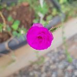 julieta - @jasmine.bluntt - Instagram