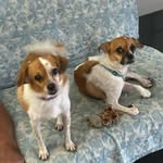 🐶🐶 - @jas.minebruno - Instagram