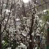 jasminecai73 - @jasminecai73 - TikTok