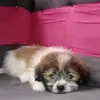 jasmine cerna - @jasmine.cerna0 - TikTok