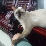 Jasmine Cheng - Facebook