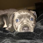 Jasmine Compton - @jazzy_the_pupper - Instagram