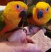 Ali &amp; Jasmine Dowell-Jenday Conures - Facebook
