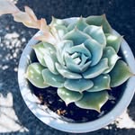 emi - @jasmine_gee_7 - Instagram