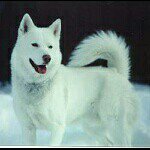 jasmine head - @cute_pics_of_huskies - Instagram