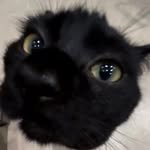 Jasmine Ibrahim - @justsomechaos - Instagram