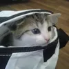 Jasmin Jansen - @jasminjansen1 - TikTok
