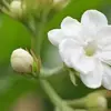 jasminekorteberg - @jasminekorteberg - TikTok
