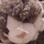 Elise_to_cute - @jasminelassiter2387 - Instagram