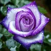 lavender jasmine - @lavender.jasmine8 - TikTok
