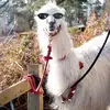 jasmine_leblanc - @jasmine_leblanc - TikTok