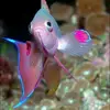 𝙗𝙚𝙩𝙩𝙖 🐠🐋🐟 - @jasminelorenz34 - TikTok