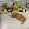 gato - @jasminelorenzojoao - TikTok