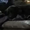 Jasmine Howard202 - @jasmine.mackey - TikTok