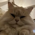 jasmine - @jasmine_magee - Instagram