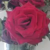 Jasmine Meier - @astetics4355 - TikTok