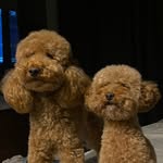 𝕁𝕒𝕤𝕞𝕚𝕟𝕖 & 𝕄𝕚𝕟𝕒 🐾 - @toypoodle.sisters - Instagram