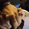 Jasmine Mina - @jasmine.mina00 - TikTok