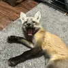 Chloe the Fox - @jasminemullins882 - TikTok