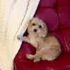 Jasmine e dali Muniz - @jasmineedalimuniz - TikTok