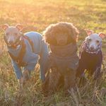 Savannah, Jasmine and Oswald - @iggysandthefloof - Instagram
