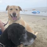 Georgia & Jasmine Patton - @thedogspatton - Instagram