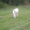 jasmine and payton - @barrelracing.n.training - TikTok