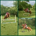 Jasmine~pedro•bow•apollo🇬🇧 - @baj_equestrian - Instagram