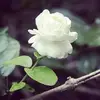 Jasmine Phillips 💍 - @jasmineknight408 - TikTok