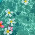 Jasmine Pinto - Facebook