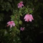 Jasmine Piper - Facebook