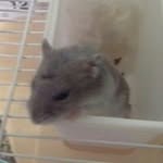 Jasmine Poon - @love_hamsters_jp - Instagram