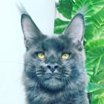 maincoonthailand🌟 - @mainecoon_jasminepride - Instagram