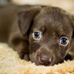 Jasmine  Rincon - @pets__epic__ofday - Instagram