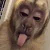 ijasminesaenz - @jdodatthang - TikTok