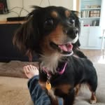 Jasmine Saenz - @jasminerulzthedogworld - Instagram