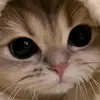 user4225698848431 - @jasminesheldon_ - TikTok